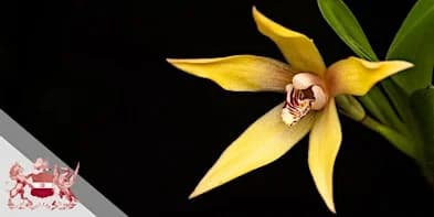 Symposium: Orchidaceae - Taxonomy, Diversification, and Biogeography