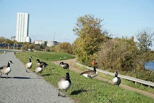 Guided Bird Walk at Walthamstow Wetlands