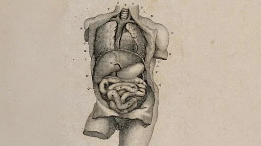 Go With Your Gut