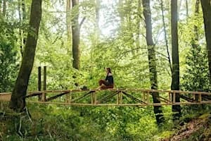 Studio in the Woods: 20 Years in the Making